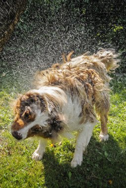 köpek sıçramak dışarı su