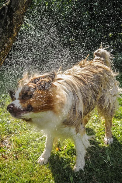 Hond splash uit water — Stockfoto