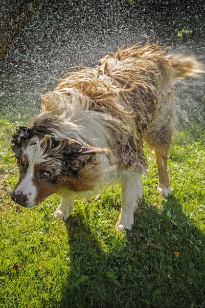 Cão respingo fora água — Fotografia de Stock