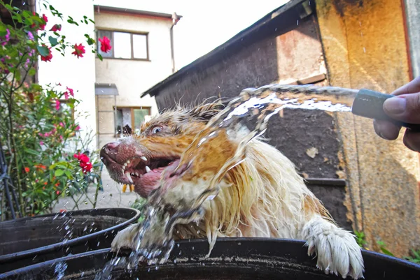 Hund dodge innan vattnet strömma från trädgården vattenslang — Stockfoto