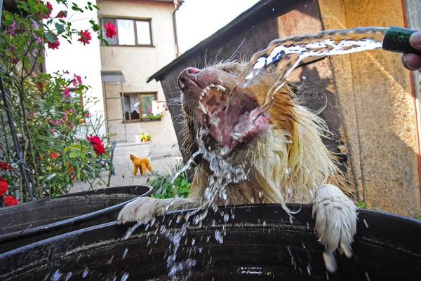 Anjing minum air dari pipa semprot taman — Stok Foto