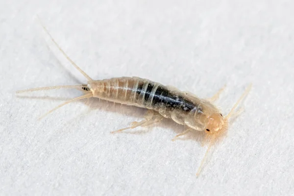 Silverfish in extreme close-up macro on white paper — Stock Photo, Image