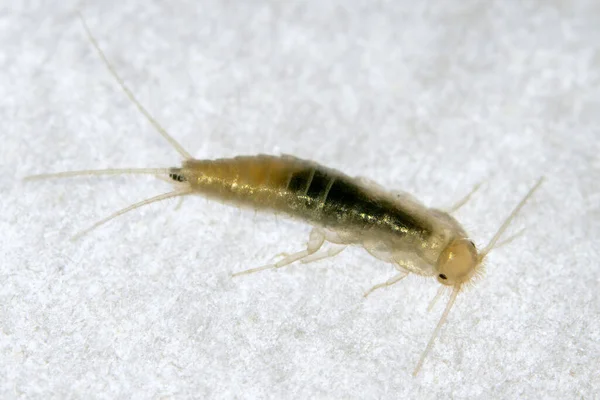 Closup Silverfish. Common home insect. Lepisma saccharinum — Stock Photo, Image