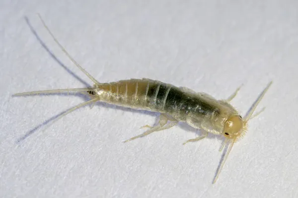Silverfish in macro photo. Common home insect, Lepisma saccharinum — Stock Photo, Image