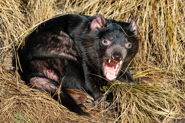 Tasmanian devil in yellow grass with open mouth