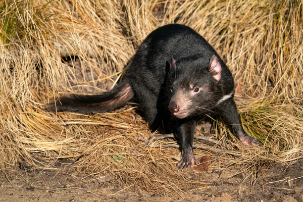 Tasmanian devil berdiri di rumput kuning. Sarcophilus harrisii — Stok Foto