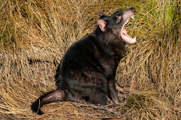 Tasmanian devil in yellow grass with open mouth — Stock Photo, Image