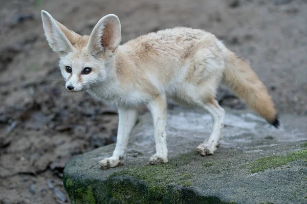 Fennec fox on the rock. Desert fox. Vulpes zerda — Stock Photo, Image