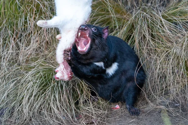 Tasmanian devil with open mouth feeding on a white rabbit. Sarcophilus harrisii — Stock Photo, Image