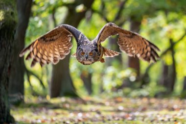 Kartal baykuş güneşli bir günde sonbahar ormanında uçuyor. Ağaç ve kartal baykuşunun kanatlarını aç. Aksiyon güneşli gün sahnesi doğadan.