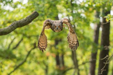 Önden gelen kartal baykuşu. Forrest ve uçan baykuş doğrudan kameraya. Bir hareketin içinde donmuş kanatlı fotoğraf. Bubo bubo.