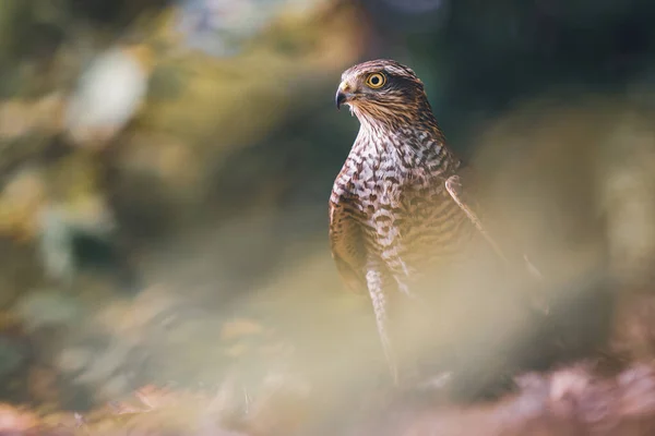 Euraziatische sparrowhawk in het herfstbos. Noordse muskusrat. — Stockfoto