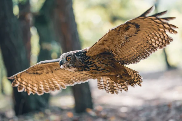Gufo reale euroasiatico con ali spiegate. Animali volanti nell'habitat forestale. — Foto Stock