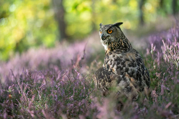 Eagle owl in the purple heather. Forest nature with big owl. — Stock Photo, Image