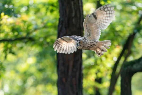 Flying long-eared owl in forest. Spreaded wings and owl captured from side view. — Stock Photo, Image