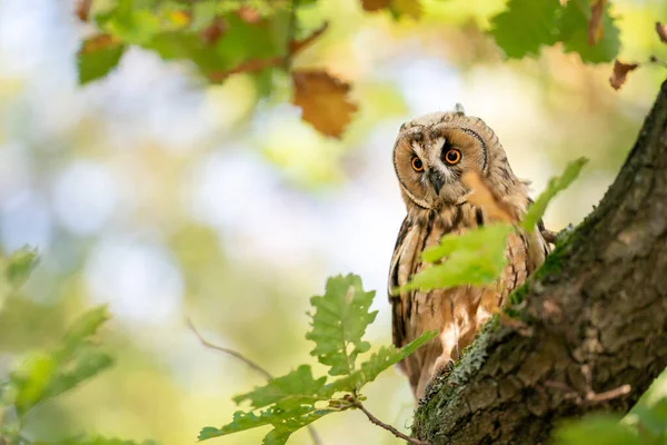 Long-eared owl sitting on a tree trunk with green leaves and blured sunny background. Owl in natural autumn habitat. — Stock Photo, Image