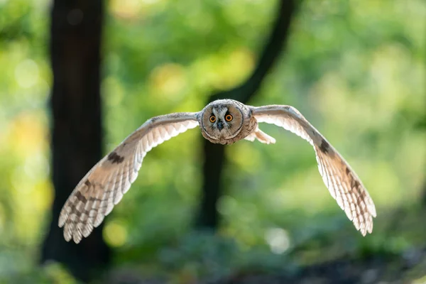 Flying long-eared owl. Spreaded backlighted wings. Front action owl photo. — Stock Photo, Image