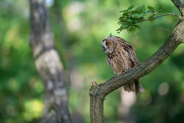 Long-eared owl sitting on a tree branch. Green forest as natural habitat for small owl. Asio altus. — Stock Photo, Image