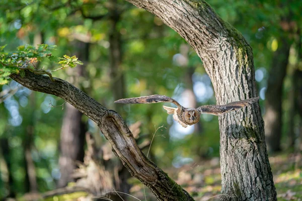 Búho tiro de acción. Búho de orejas largas volando a través de los árboles. Asio altus. — Foto de Stock