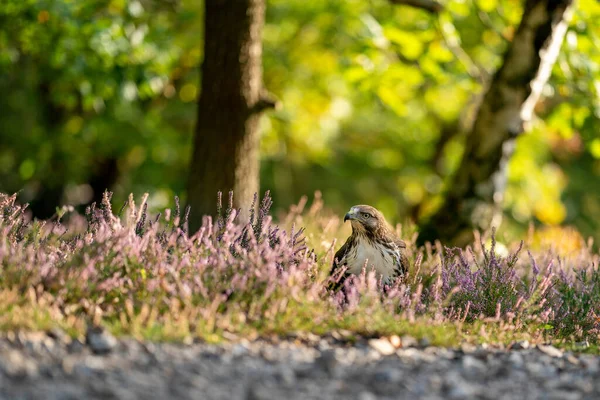 Czerwony jastrząb siedzi w wrzosowisku w słoneczny dzień. Raptor na ziemi spogląda na lewą wiedźmę.. — Zdjęcie stockowe