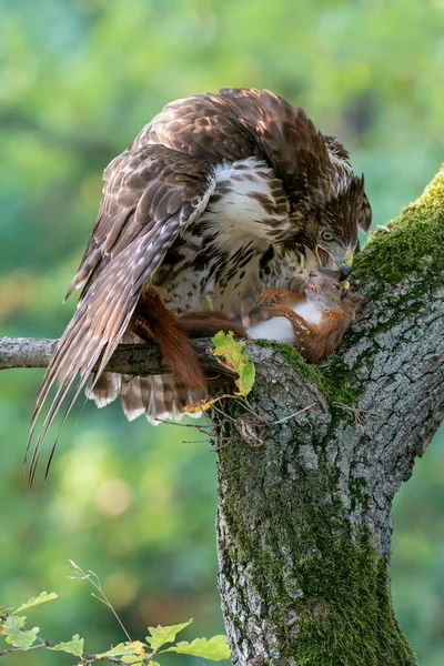 Falco coda rossa che mangia la sua preda scoiattolo rosso su un albero coperto di muschio. Il ciclo della vita. Buteo jamaicensis.Sciurus vulgaris — Foto Stock