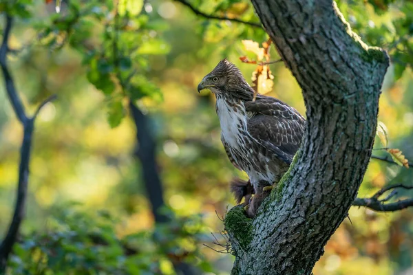 Ağaç gövdesinde kırmızı kuyruklu şahin ve avlanan kırmızı sincap. Arka planında sonbahar ormanı olan avıyla Raptor. Buteo jamaicensis.Sciurus vulgaris — Stok fotoğraf