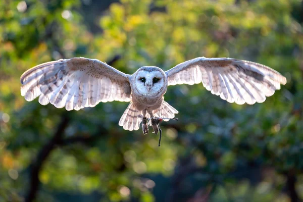 Barn owl desde el lado delantero volando hacia la dirección de la cámara. Ala extendida retroiluminada por el sol. Tyto alba — Foto de Stock