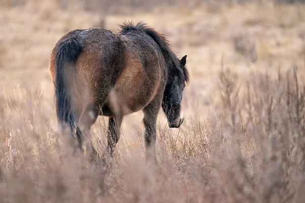 The outgoing wild horse. Equus ferus ferus — Stock Photo, Image