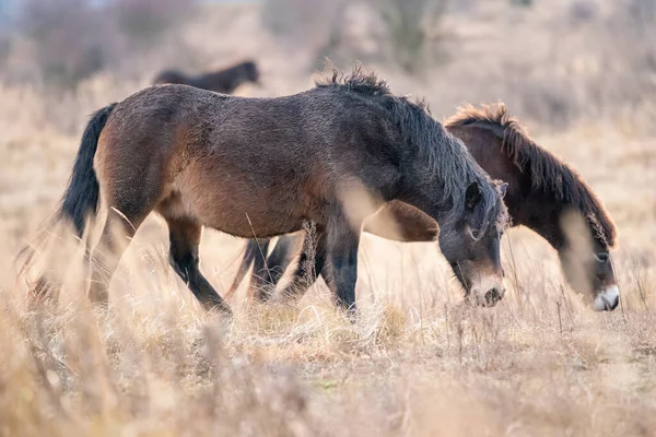 European wild horses in Milovice Nature Reserve, Czech Republic. Equus ferus ferus — Stock Photo, Image