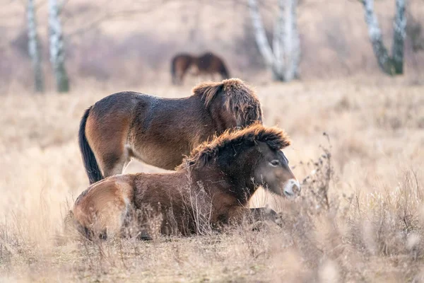 Exmoor ponypaarden in Milovice Natuurreservaat, Tsjechië — Stockfoto