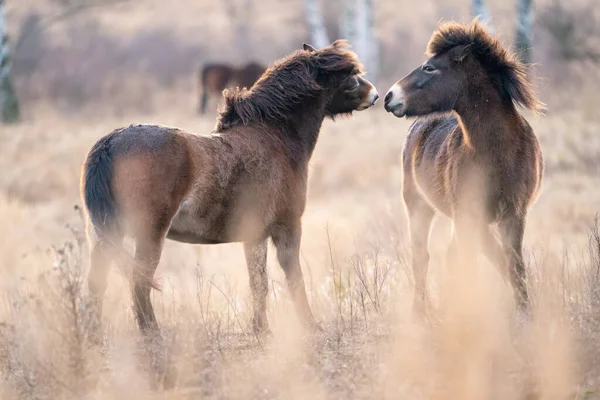 Europeiska vilda hästar i den naturliga miljön. Ekvus ferus ferus — Stockfoto