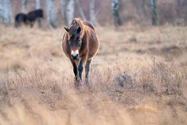 Avrupa vahşi atı kameranın önüne doğru yürüyor. Equus ferus ferus — Stok fotoğraf