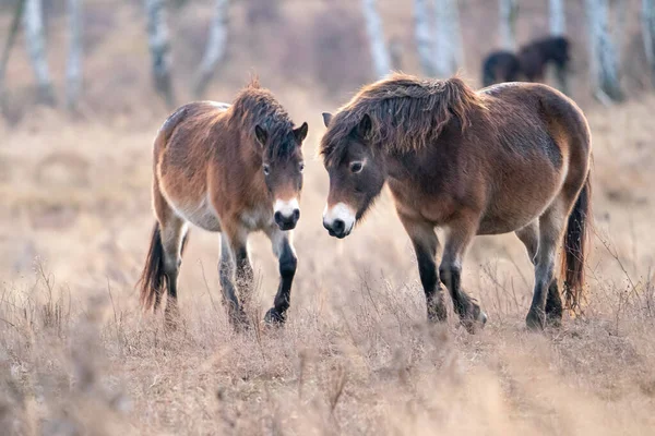 Två europeiska vilda hästar. Milovice naturreservat, Tjeckien — Stockfoto