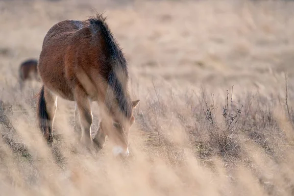 European wild horse in yellow grass. Wild animal in the natural habitat. — Stock Photo, Image