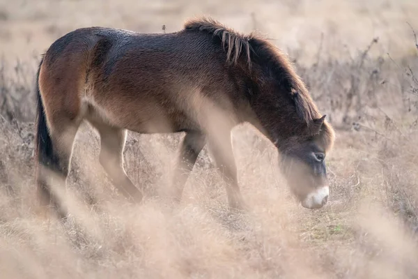 Wilde paarden die zich voeden in het hoge gele gras. Gelijk aan ferus ferus. — Stockfoto