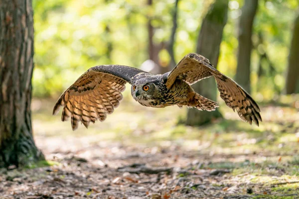 フクロウの森の中を飛んでいる。飛行中の拡散翼を持つヨーロッパのワシフクロウ。晴れた日からの行動の性質。坊坊坊. — ストック写真