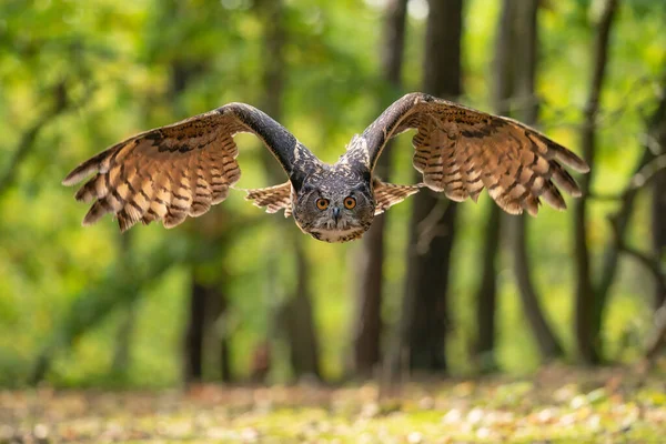 Gufo reale euroasiatico con ali spiegate in giro. Gufo catturato durante il volo. Bubo bubo. — Foto Stock