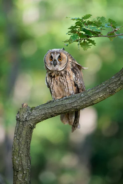 Long-eared owl looking to the camera while sitting on a tree branch. Owl in natural habitat. Asio altus. — Stock fotografie
