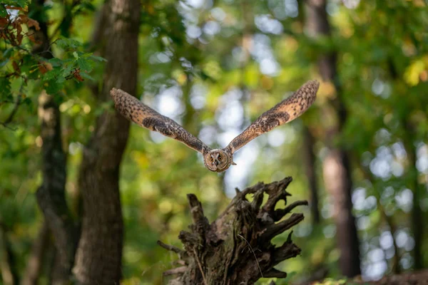 Gufo volante sopra la radice dell'albero sradicata. Gufo dalle lunghe orecchie con ali spiegate in una foresta sullo sfondo. — Foto Stock