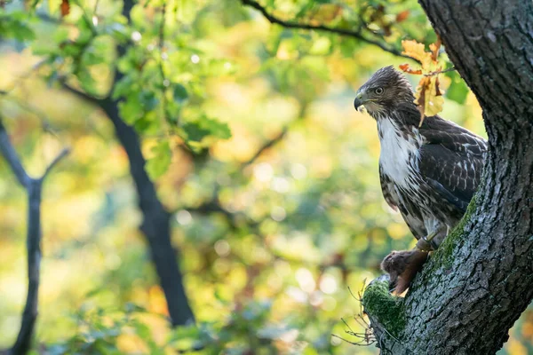 Raptor with his prey. Red tailed hawk with hunted red squirrel in autumn forest. Buteo jamaicensis.Sciurus vulgaris — Stock Photo, Image