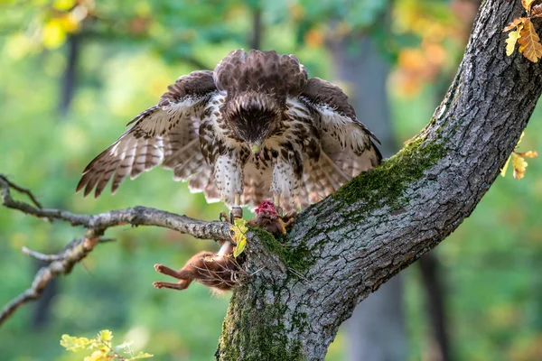 Raptor tearing up caught prey. Red tailed hawk with hunted red squirrel. Buteo jamaicensis.Sciurus vulgaris. — 스톡 사진