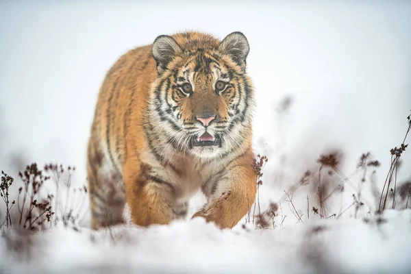 Siberian tiger walking on snow. Panthera tigris altaica. — Stock Photo, Image