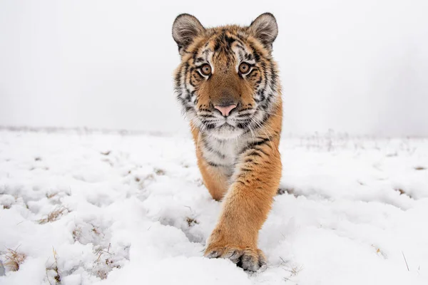 Detalhe de close-up do tigre siberiano andando diretamente para a câmera. — Fotografia de Stock