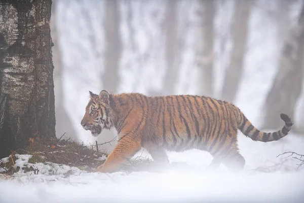 Tigre siberiano caminhando em tempo nebuloso através da paisagem florestal — Fotografia de Stock