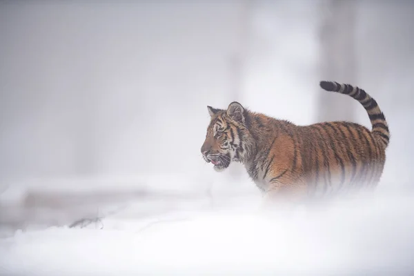 Siberian tiger walking in foggy weather in the winter on the snow. — Stock Photo, Image