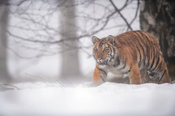 Tigre siberiano no inverno com foco na presa. Temporada de Inverno. — Fotografia de Stock