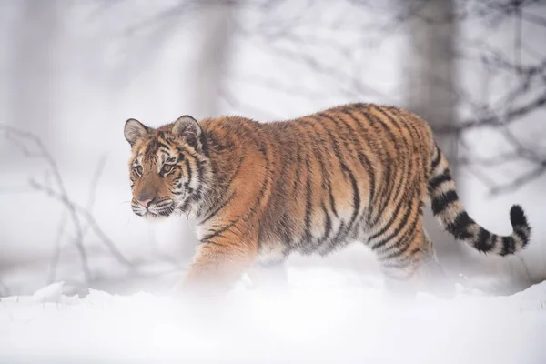 Tigre siberiano caminhando no frio do inverno. Neve e nevoeiro tempo. — Fotografia de Stock
