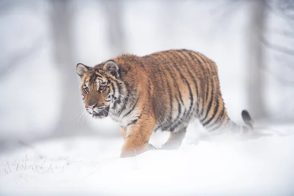 Animal perigoso no inverno na neve. Tigre siberiano olhando na frente de sua caminhada. — Fotografia de Stock