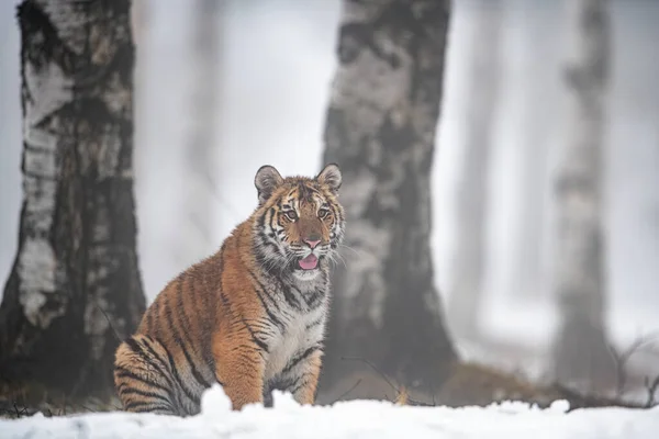Sibirischer Tiger sitzt bei nebligem Winterwetter auf dem Schnee in der Nähe des Baumstammes. — Stockfoto