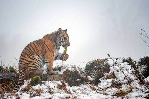 Tigre siberiano sentado no meio com musgo na boca. Inverno imagem fria. — Fotografia de Stock